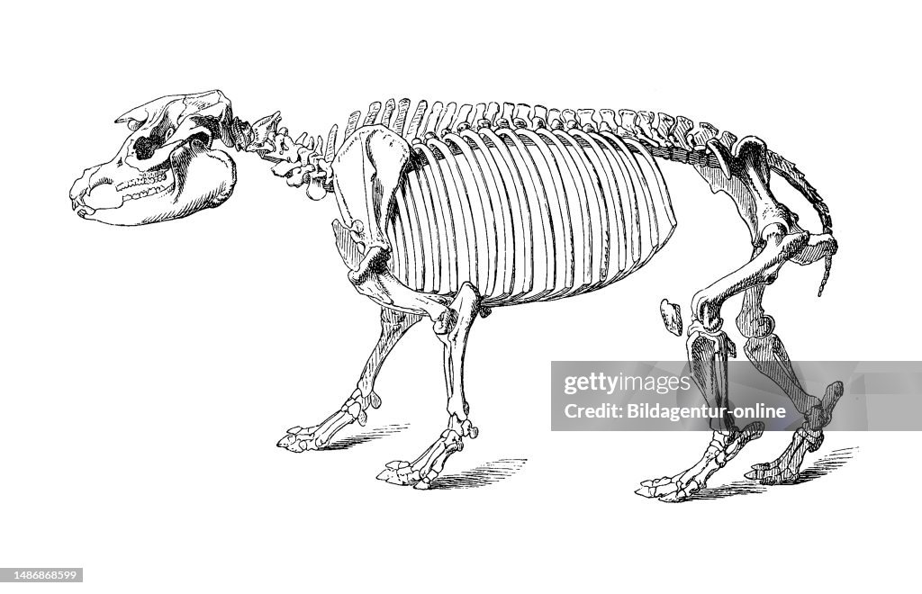 Tapir Skeleton