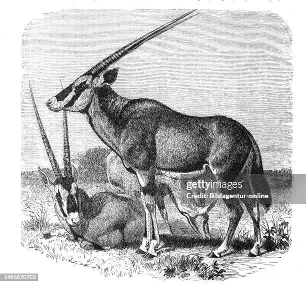 Beisa Beisa Antelope Oryx Photos and Premium High Res Pictures - Getty Images