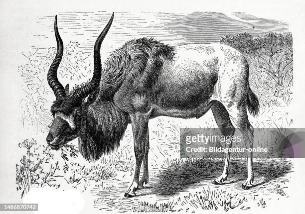 Addax or addax, Addax nasomaculatus, an African antelope of the horsebuck tribe, Historical, Digitally restored reproduction from an 18th century...