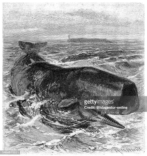 Sperm whale, Physeter macrocephalus, Physeter catodon, a whale from ...