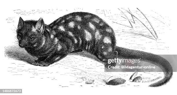 Spotted quoll or Eastern quoll, Dasyurus viverrinus, a species of the predatory marten family, Historical, digitally restored reproduction from an...