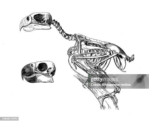 Bird, Birds, Skeleton of Jako, Gray Parrot, Psittacus erithacus, and head of Yellow-crested Cockatoo, Cacatua sulphurea, Historical, digitally...
