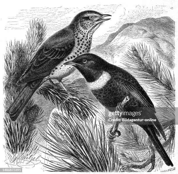 Bird, Birds, Song thrush, Turdus musicus, and ring thrush, Turdus torquatus, Historical, digitally restored reproduction from an original from the...