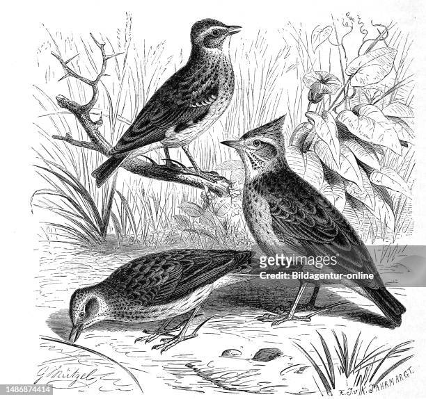 Bird, skylark, Alauda arvensis is a species of bird from the lark, woodlark and crested lark family, Historical, digitally restored reproduction from...