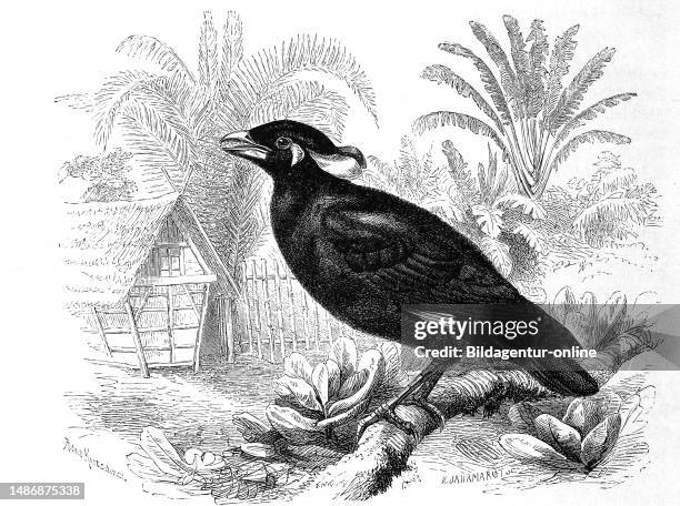 Vogel, Hügelatzel, Southeast Asian black songbird with orange beak, Eulabes religiosus, Historical, digitally restored reproduction from an original...