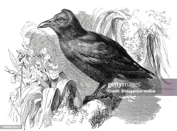 Bird, capuchin bird, Amazonian umbrella bird, Cephalopterus calvus, Historical, digitally restored reproduction from an original from the 19th...