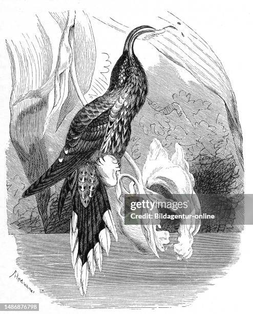 Bird, eagle-billed, Eutoxeres aquila or white-throated sickle-bill, also known as eagle-billed hummingbird and green-tailed sickle-bill, is a species...