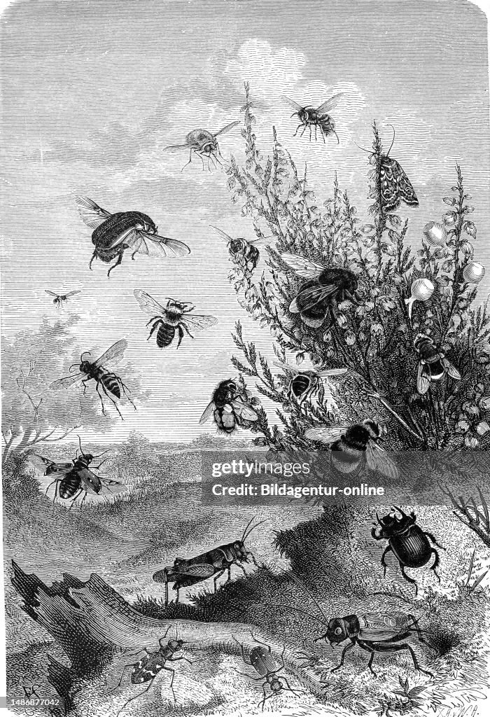 Were Insects Insects, Insect life on heather, bees, bumblebees, flies, heather ...