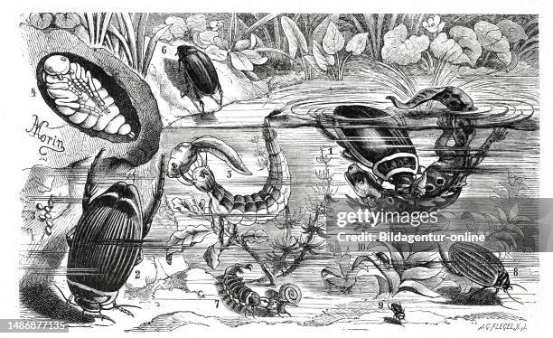 Water Insect Like Thread 49 Hydrous Stock Photos, High-Res Pictures, and Images - Getty Images