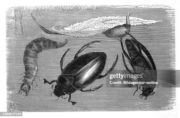 Milon Insects 22 Hydrophilus (Insect) Stock Photos, High-Res Pictures, and Images ...