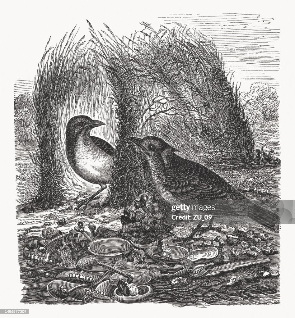 Great bowerbird (Chlamydodera maculata), wood engraving, published ca. 1880