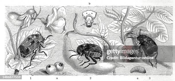 Insects Pea weevil, Bruchus pisi, 2. Bean weevil, Broad bean weevil, Bruchus rufimanus, 3. Common seed weevil, Bruchus granarius, Historical,...