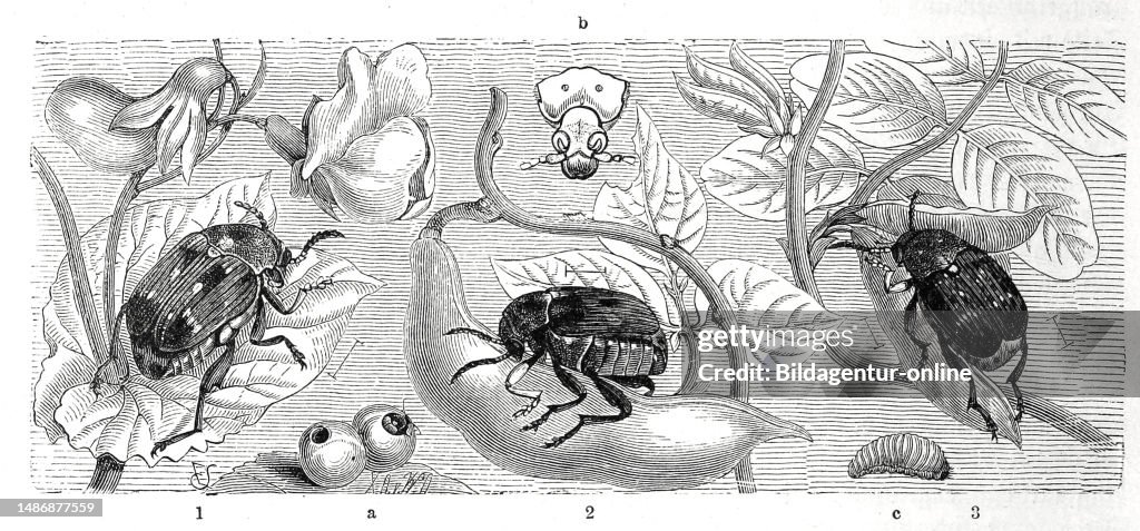 Insects
