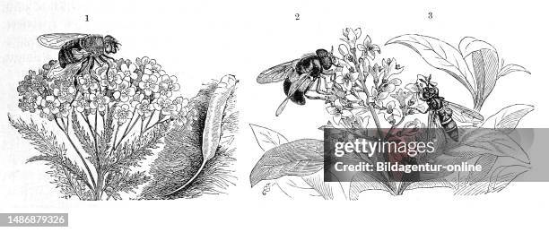 Flutter Fly Insect 28 Pellucens Stock Photos, High-Res Pictures, and Images - Getty Images