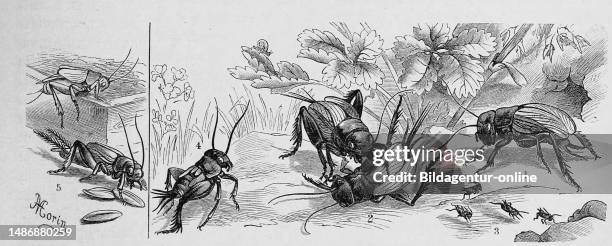 Insects, 1-4. Field cricket, Gryllus campestris, 5. House cricket, Gryllus domesticus, Historical, digitally restored reproduction from an original...