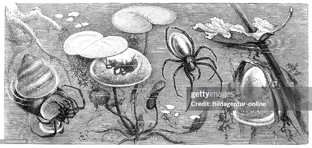 Insects