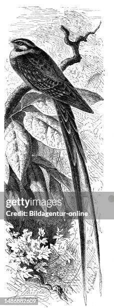 Bird, Lyre-Nightjar, scissor-tailed nightjar, Hydropsalis torquata is a species of nightjar in the family Caprimulgidae, Historical, digitally...