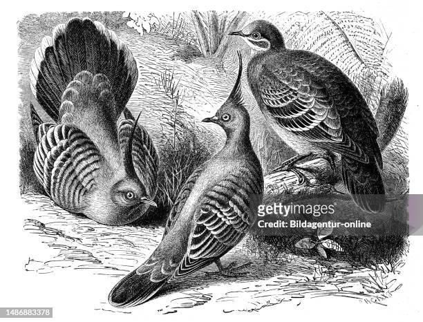 Bird, Crested Pigeon, Ocyphaps lophotes, also Australian Crested Pigeon and Archwing Pigeon, Phaps chalcoptera, Historical, digitally restored...