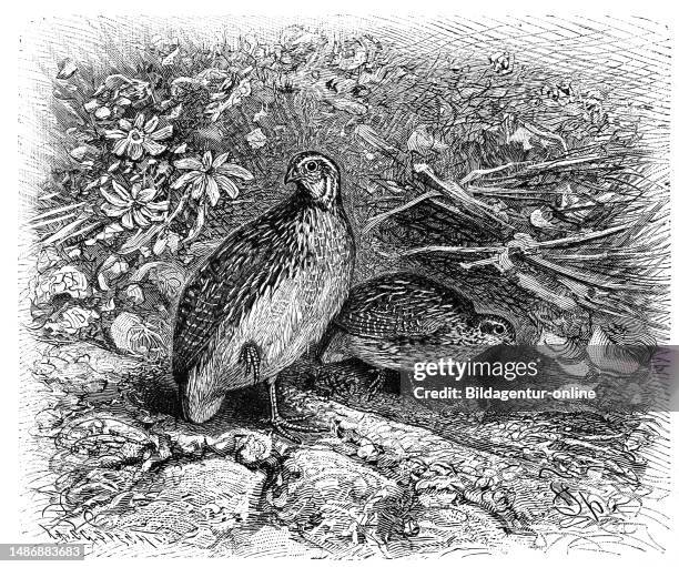 Bird, Quail, Coturnix coturnix, an approximately starling-sized, occult bird, Historical, digitally restored reproduction from an 18th century...