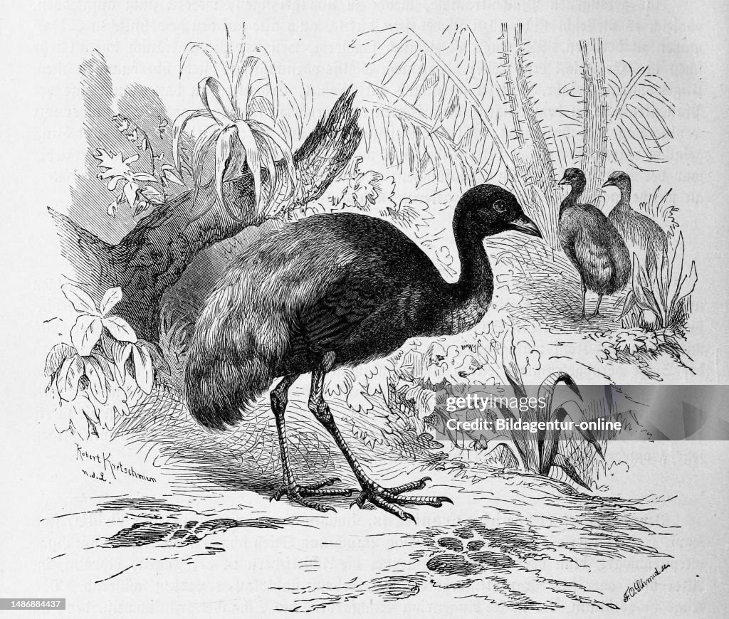 Bird