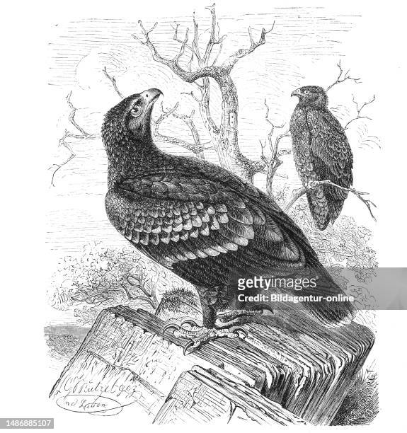 Bird, lesser spotted eagle, clanga pomarina, syn. Aquila pomarina, outdated also called Pomeranian eagle, bird species from the goshawk family,...
