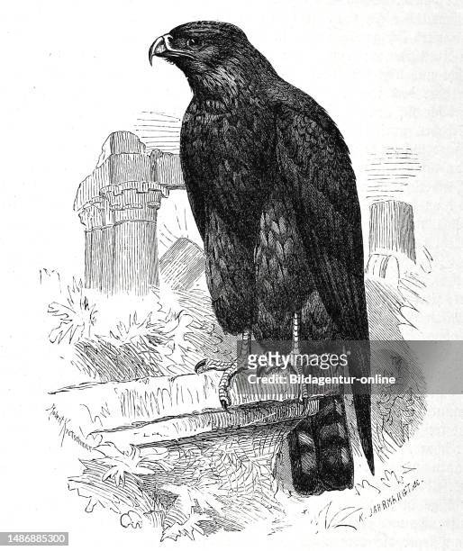 Bird, Black Kite or Black Kite, Milvus migrans, bird of prey from the Goshawk family, Historical, digitally restored reproduction from an original...