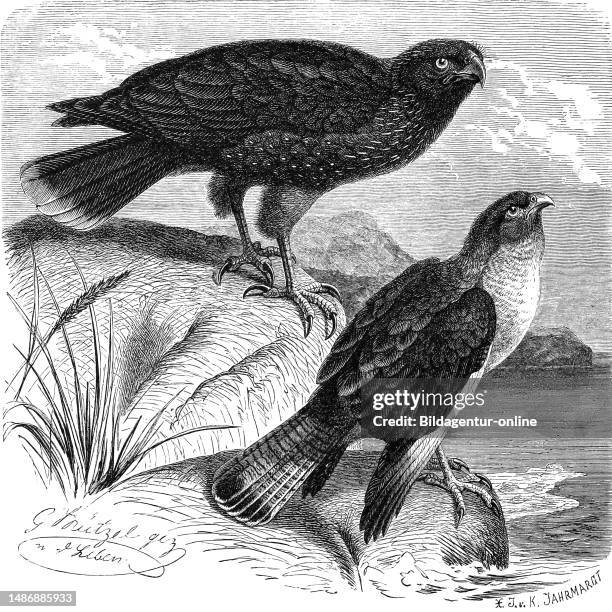 Bird, Falkland chimango, vulture buzzard, Ibycter australias, Falco australis and Novae-Zealandiae and Chimachima, Ibycter crotophagus, Historical,...