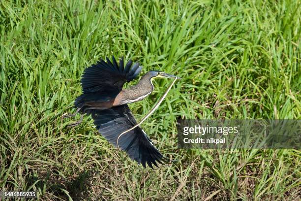 tiger heron  with a snake on a river bank at carara national park - costa rica - mammal stock pictures, royalty-free photos & images