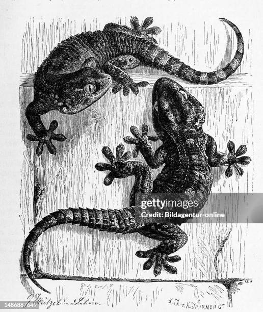 Wall gecko, Tarentola mauritanica, a common nocturnal gecko that is widespread in the Mediterranean region, historical, digitally restored...