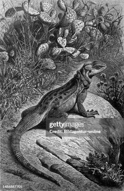 Hardun, Stellagama stellio, syn. Agama stellio, Laudakia stellio, also slingshot tail, lizard from the agama family, historical, digitally restored...