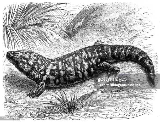 Gilatier, Gila Monster, Heloderma suspectum, Historical, Digitally restored reproduction from an original from the 19th century.