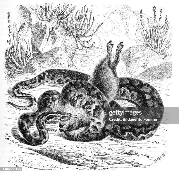 240 Rock Pythons Stock Photos, High-Res Pictures, and Images - Getty Images