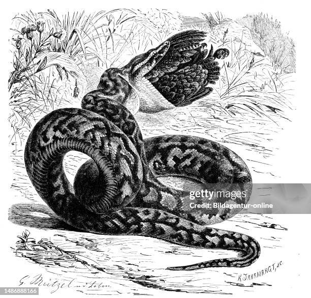 Python Sebae Isolated 29 Python Sebae Stock Photos, High-Res Pictures, and Images - Getty Images