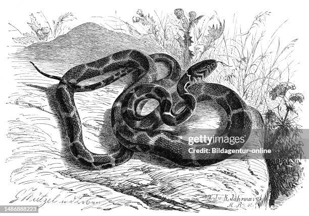 Reptiles, chain snake, Lampropeltis getula, also called chain snake to distinguish it from other closely related species, is a species of snake from...
