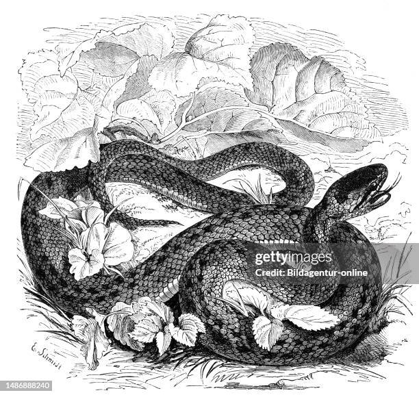 Reptiles, smooth snake, Coronella austriaca, also called smooth snake, is a historical, digitally restored reproduction from a template from the 19th...