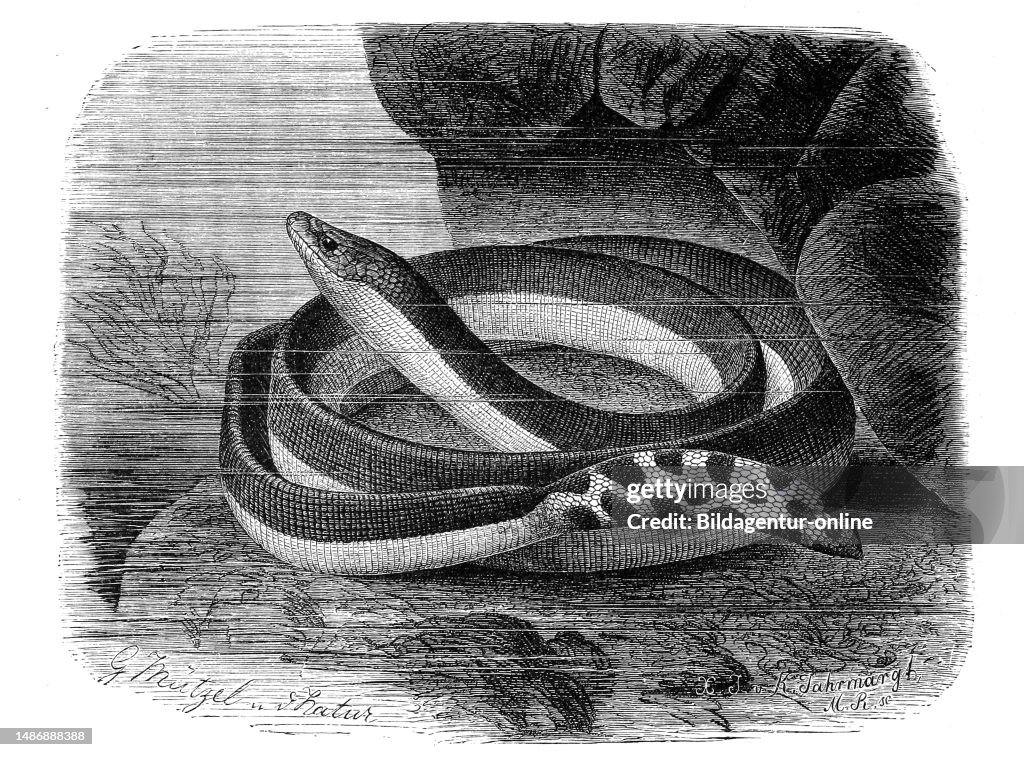 Reptiles