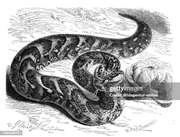 Reptiles, puff adder, Bitis arietans, obsolete Bitis lachesis, also common puff adder, is a poisonous snake from the viper family, Historical,...