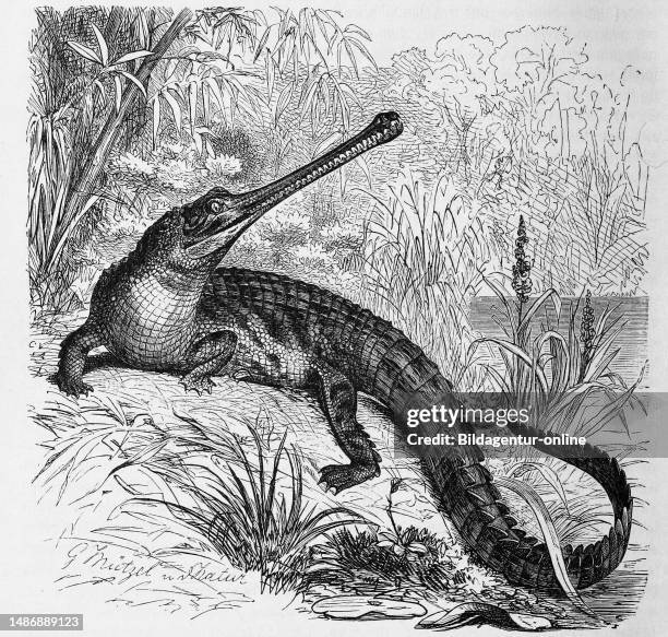 Reptiles, Gangesgavial, also Gharial or Real Gavial, Gavialis gangeticus, is the only living, recent representative of the genus Gavialis within the...