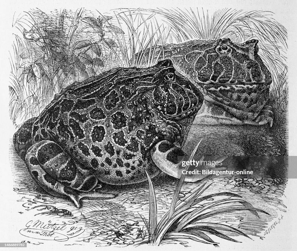 Reptiles