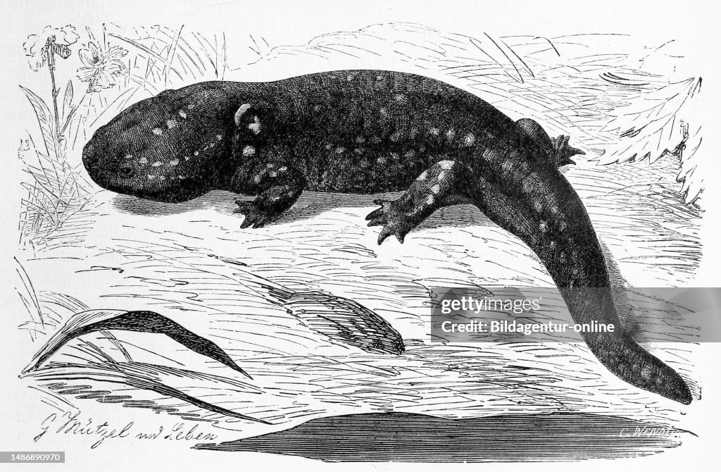 Reptiles