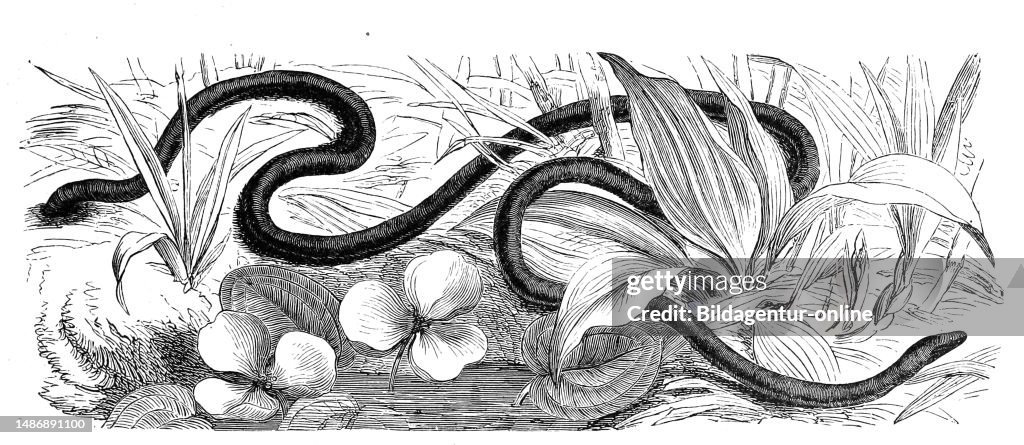 Reptiles