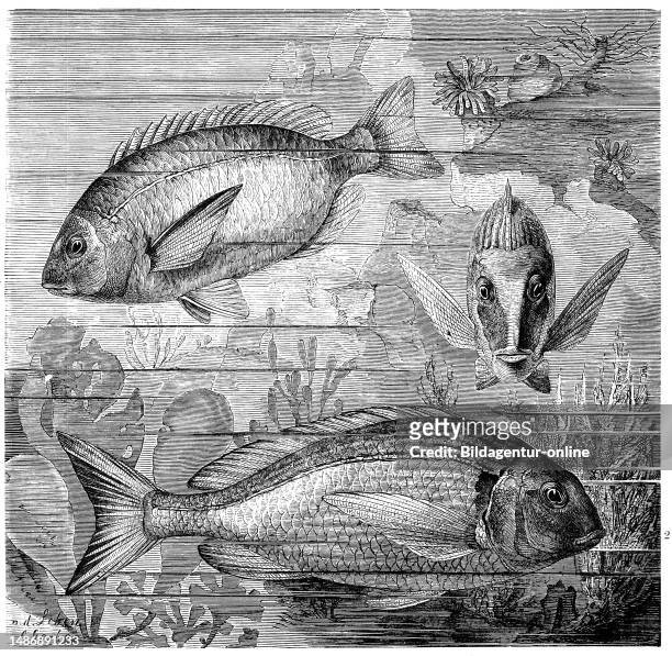 Fish, 1. Ring bream, Diplodus annularis, also known as small silver sea bream, a fish from the sea bream family, Sargus annularis, 2. Gilthead bream,...