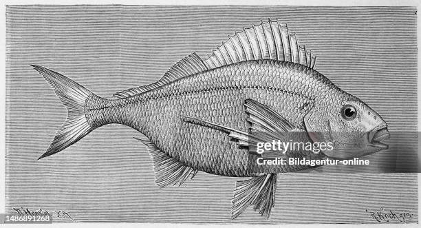 Fish, Large finger fin, Chilodactylus macropterus, Historical, digitally restored reproduction from an original from the 19th century.