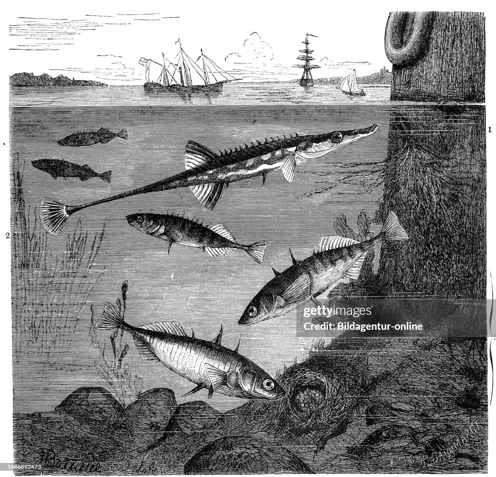 Fish