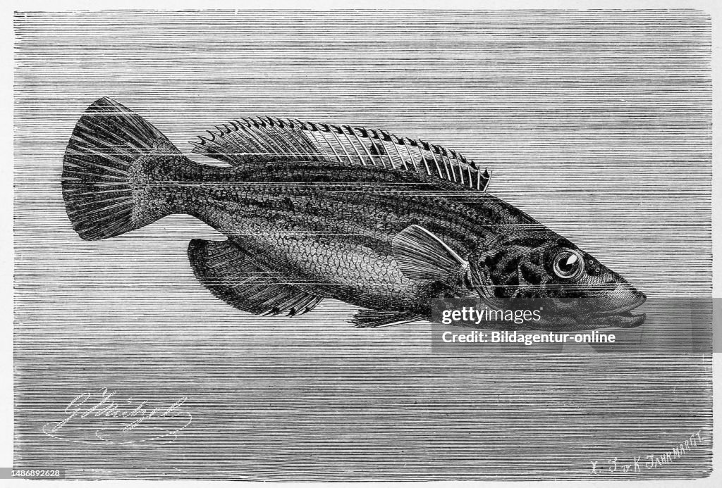 Fish