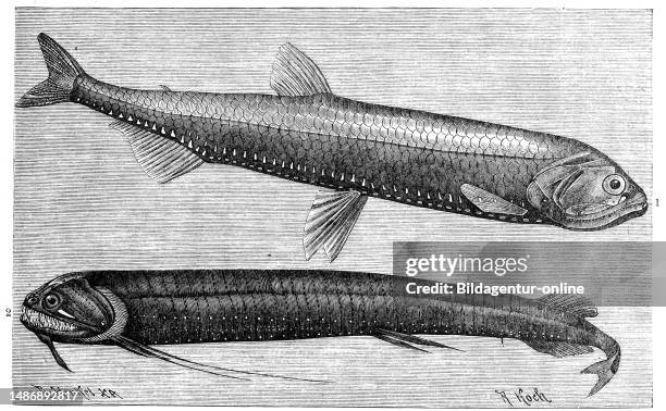 Fish, 1. Silvery lure, Photichthys argenteus, 2. Bearded porcupine, Echiostoma barbatum, Threadfin Dragonfish, Historical, digitally restored...