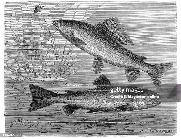Yalu Fish Thymallus Thymallus Photos and Premium High Res Pictures - Getty Images