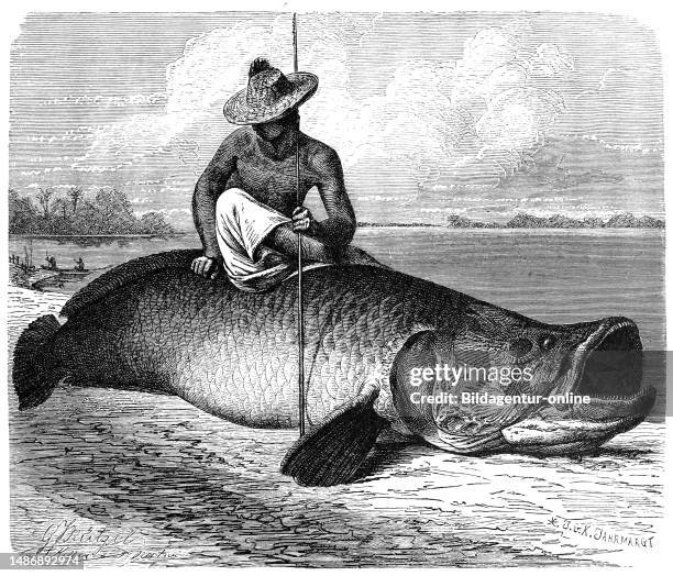 Fish, Arapaima, Arapaima gigas, also Pirarucu or Paiche, a fish that lives exclusively in fresh water and is common in South America, Historical,...