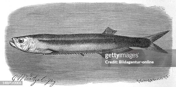 Fish, Dorab, Chirocentrus dorab, Dorab wolf herring, species of fish ...