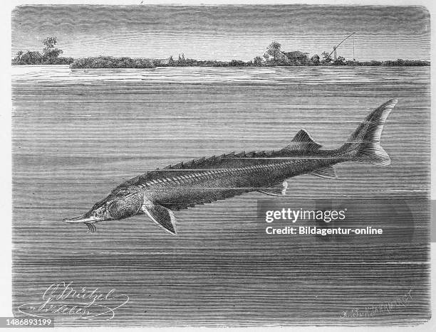 46 Sterlet Stock Photos, HighRes Pictures, and Images Getty Images